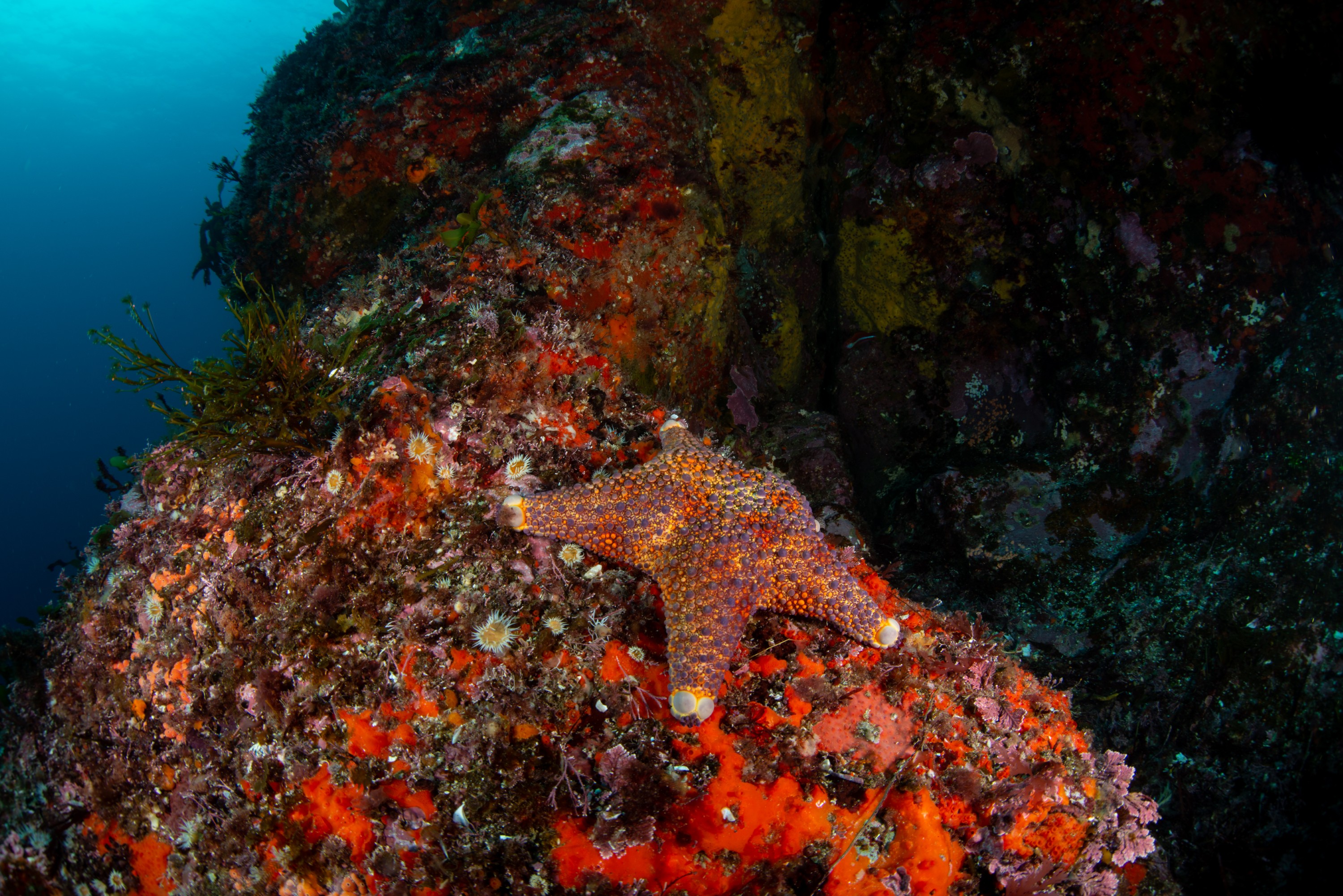 DSC_4355-16 – BayOfIslands, Cape Brett, Diversity, Fish, Kelp, Wideangle, invertebrates